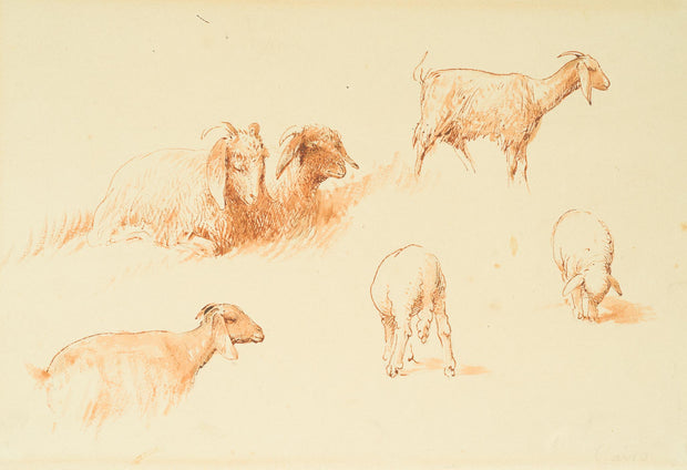Egron Lundgren - Studies of Goats and Sheep, Cairo - CLASSICARTWORKS