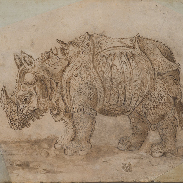 Rhinoceros and Hippopotamus, 1709 - CLASSICARTWORKS